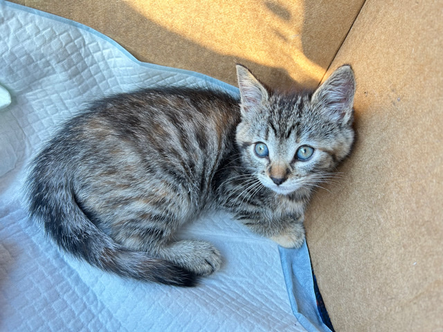 8 Week Female Kitten