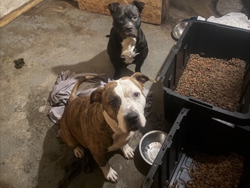 American Pit Bull Terrier – American pit bull terrier, american bully – Detroit