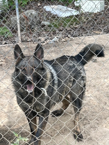 German Shepherd – Free Dog
