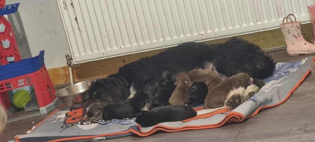 lab pointer x beagle puppy's