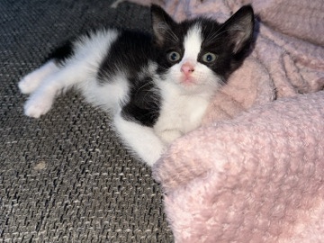 Brazilian Shorthair - BKH kitten darf ausziehen  available for adoption in Wegberg