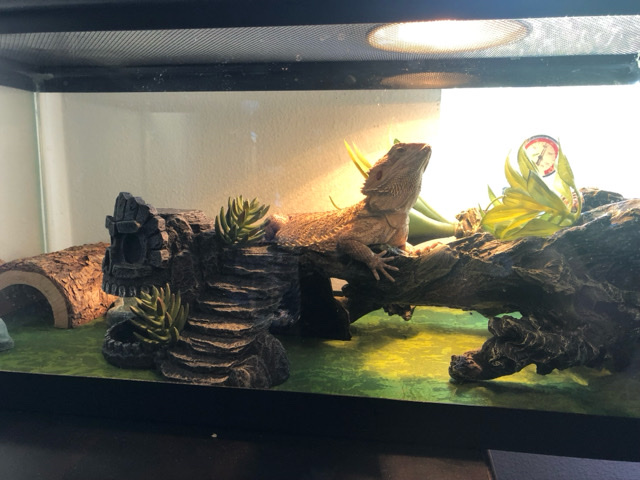 bearded dragon
