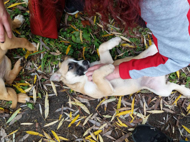 Lucky the 3 month puppy 