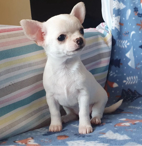 Chihuahua – Chihuahua Puppies