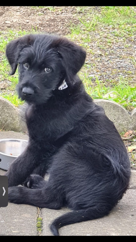 Belgian Shepherd Dog (Malinois) – Golden doodle x beg shepherd