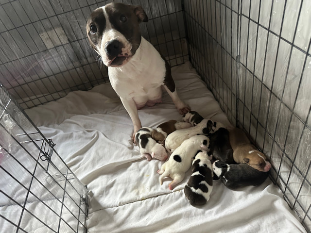 Staffordshire Bull Terrier โ Staffy pups for sale
