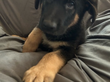 German Shepherd – READY TO GO…. – Westville
