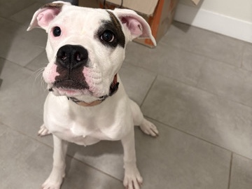 Boxer – Red Nose Pitbull Mix – Denver