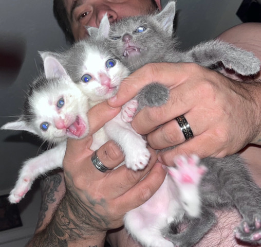 Maine Coon – Maine Coon mix kittens