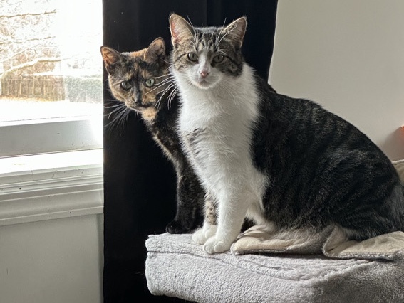 American Shorthair – 2 Cats need rehoming – Farmingdale