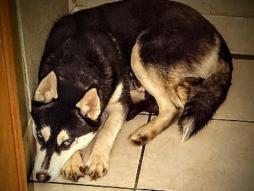 Siberian Husky – Female Siberian Husky – Las Vegas