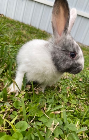 Rex – Rex x Chinchilla Baby rabbits
