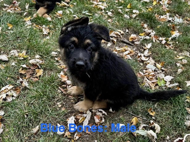 German Shepherd – AKC German Shepherd