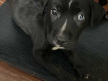 selling cute puppies – Worthington