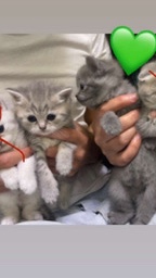 British Shorthair – BKH babykatze