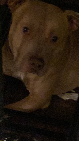 full blooded red nose