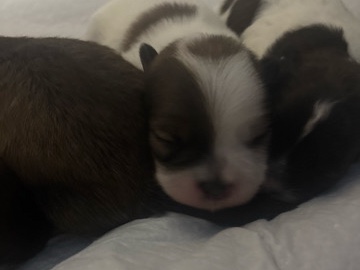 Shih Poo - SHIH POO PUPS available for adoption in Freeport