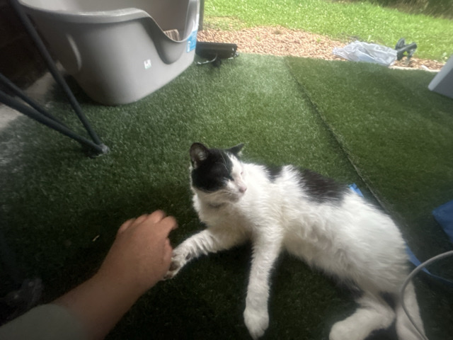 He’s friendly and his name is bean – Harvest