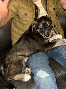 Labrador Husky – Girl Puppy For Sale