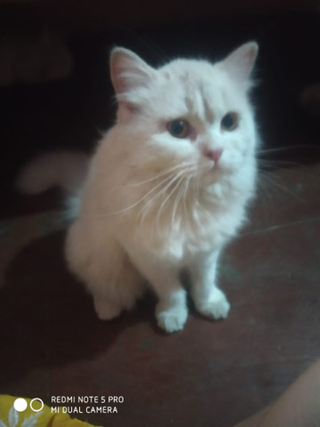 Persian (Modern) – Persian kitten