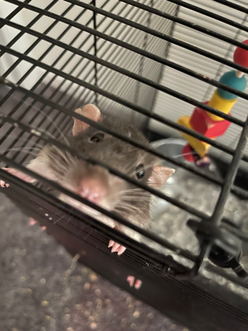 dumbo rat