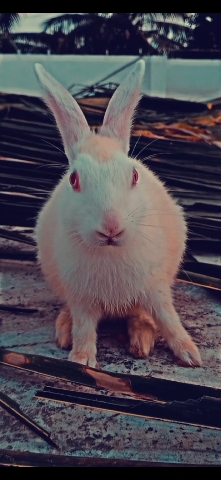 Rabbits 🐰