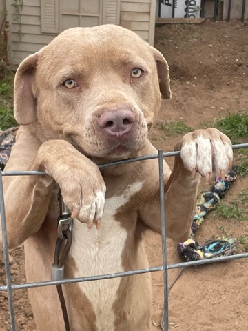 American Pit Bull Terrier – needs a new home (Lubbock, Texas)
