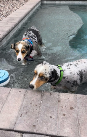 Aussie mix Corgi, Gilbert AZ