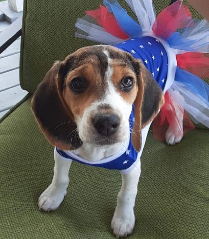Beagle – Lily