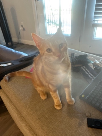 free loving orange cat needs home