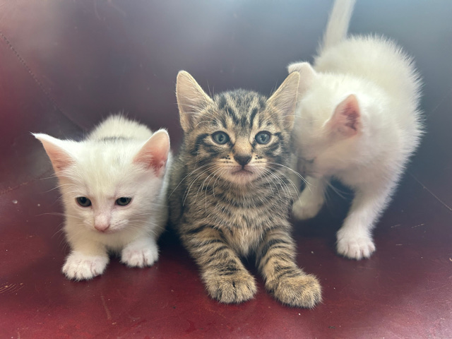 Bombay – 4 young kittens