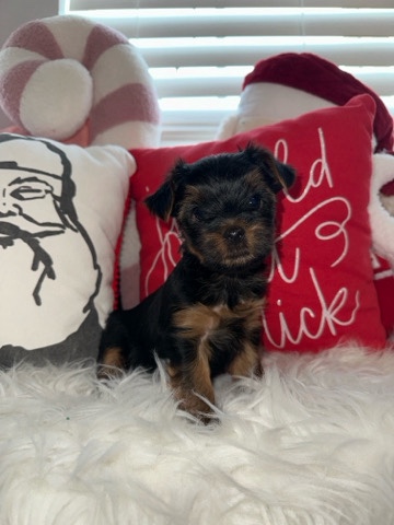 Yorkshire Terrier – Yorkie puppy