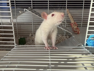 Rat – Feeder pet rat *NEED NEW HOME ASAP* – Marietta