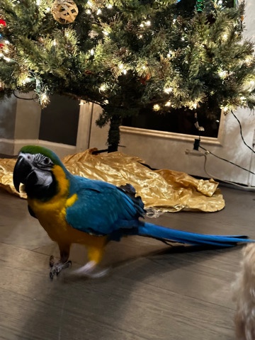 Hand raised, Hand fed macaw for rehome