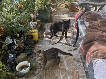 Free kittens – Spring