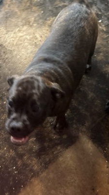 Puppies for sale – Markham
