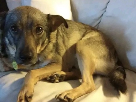 Mixed Breed – 🐾 Vero Beach - Shadow looking for a Loving Home 🐾 – Orlando