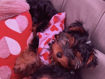 Yorkshire Terrier – Yorkshire Terrier tea cup – Tampa