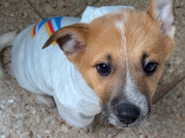 Australian Shepherd – her names annie, she’s very sweetand playful. she – Somerville