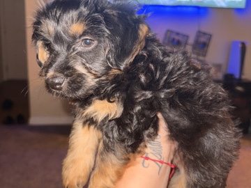 Yorkie Poo – male baby yorkie – Phoenix