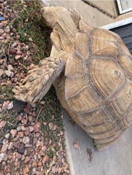 turtle – african spurred tortoise