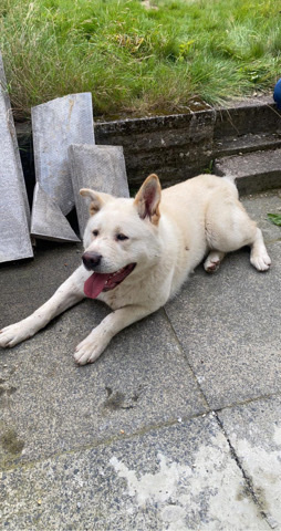 Akita – Japanese Akita For Sale.