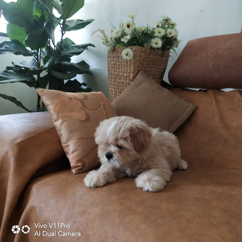Lhasa Apso – Lhasa breed
