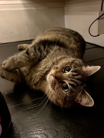 two cat sisters to rehome