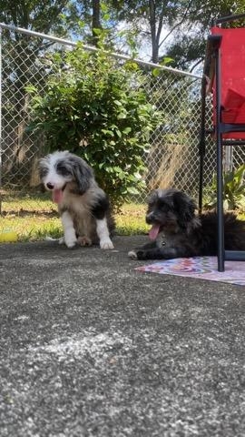 Australian Shepherd – 2 AussiePoo Puppy's