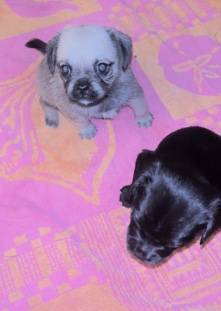 Pug – Yorkie/Pug Puppies