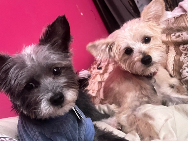 Chihuahua – rehoming my two dogs!