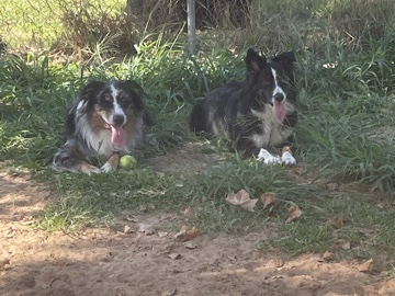 Border Collie – 🐶Adorable Australian Shepherd/Border Collie Puppy – 8 Weeks Old – Pleasanton