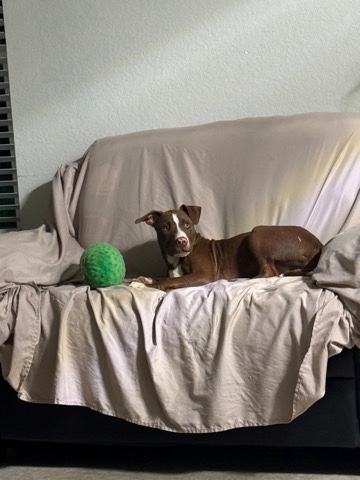 American Pit Bull Terrier – Rehoming found stray dog