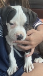 American Pit Bull Terrier – blue nose pit bull